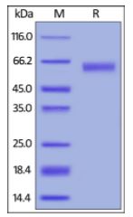 Human CD30 Ligand, Mouse IgG2a Fc Tag, low endotoxin on SDS-PAGE under reducing (R) condition. The gel was stained overnight with Coomassie Blue. The purity of the protein is greater than 95%.
